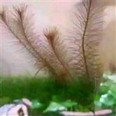 Ph
