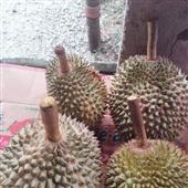 Sứ