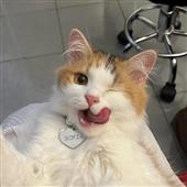 Bo