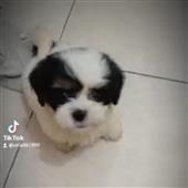 vò