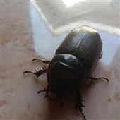 Nh