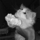 Ma