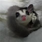 Kè