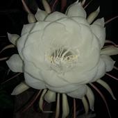 Nh